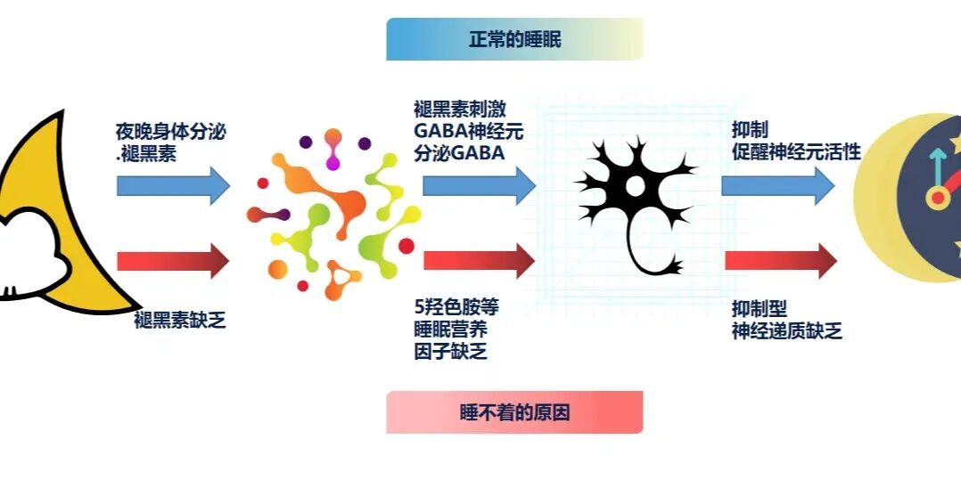 褪黑素的功效与作用