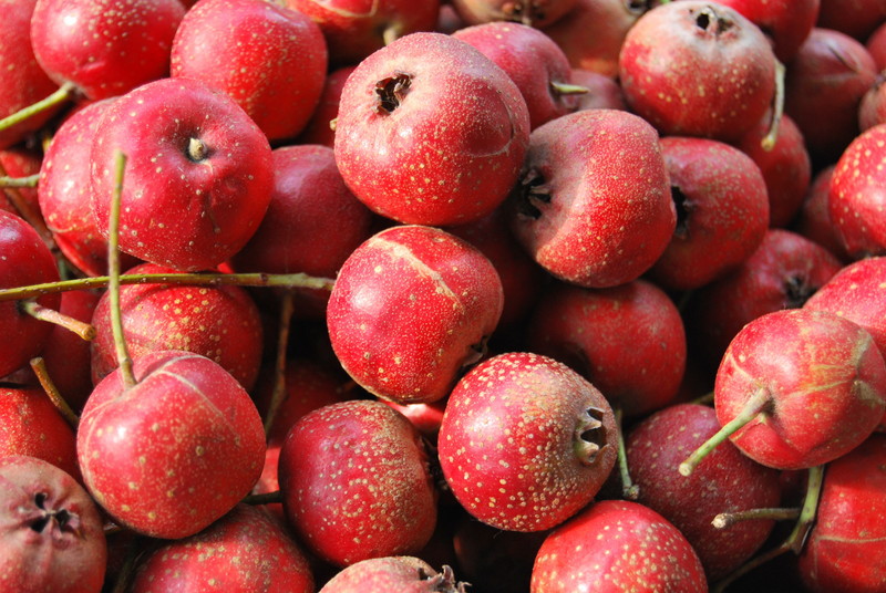 新鲜山楂果特写